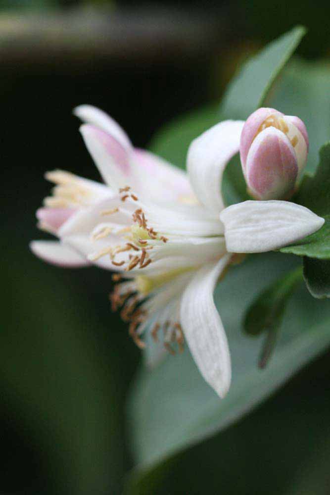              Flower (Cascade, Riverside, CA)       